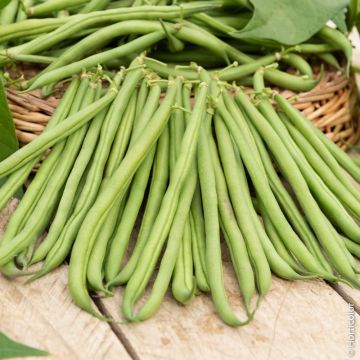 Haricot nain mangetout Maxi BIO