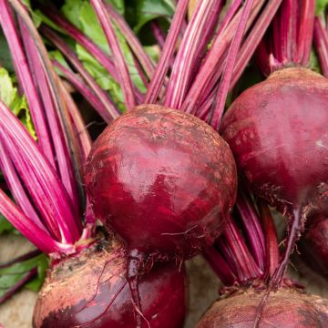 Barbabietola da Orto Grenade Hybride F1