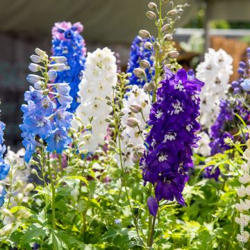 Delphinium Magic Fountains Miscuglio