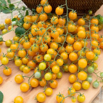 Pomodoro ciliegino giallo Cereza Amarilla BIO