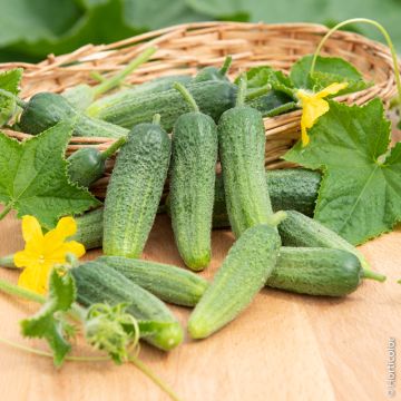 Cetriolini Hokus BIO