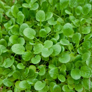 Crescione da orto BIO