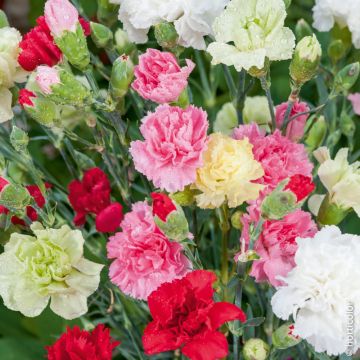 Garofano, Dianthus caryophyllus