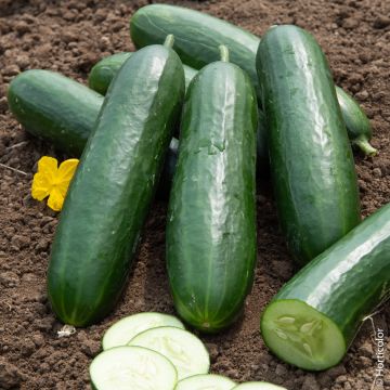 Cetriolo Snack Picolino ibrido F1 BIO