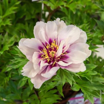 Peonia ibrida intersezionale o Paeonia X Itoh Cora Louise