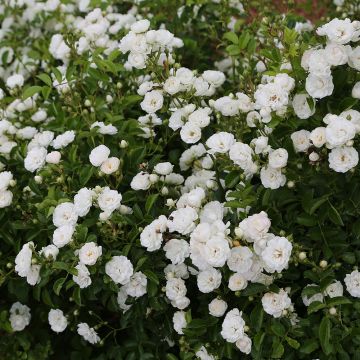 Roseto paesaggistico PRETTY POLLY® White - Zlepolfour