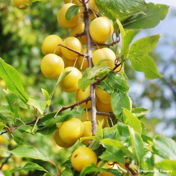 Prunier Nain de jardins® Prunella