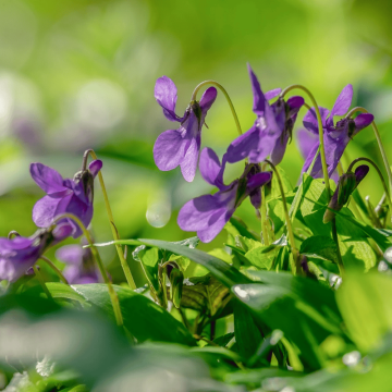 Viola doppia di tolosa