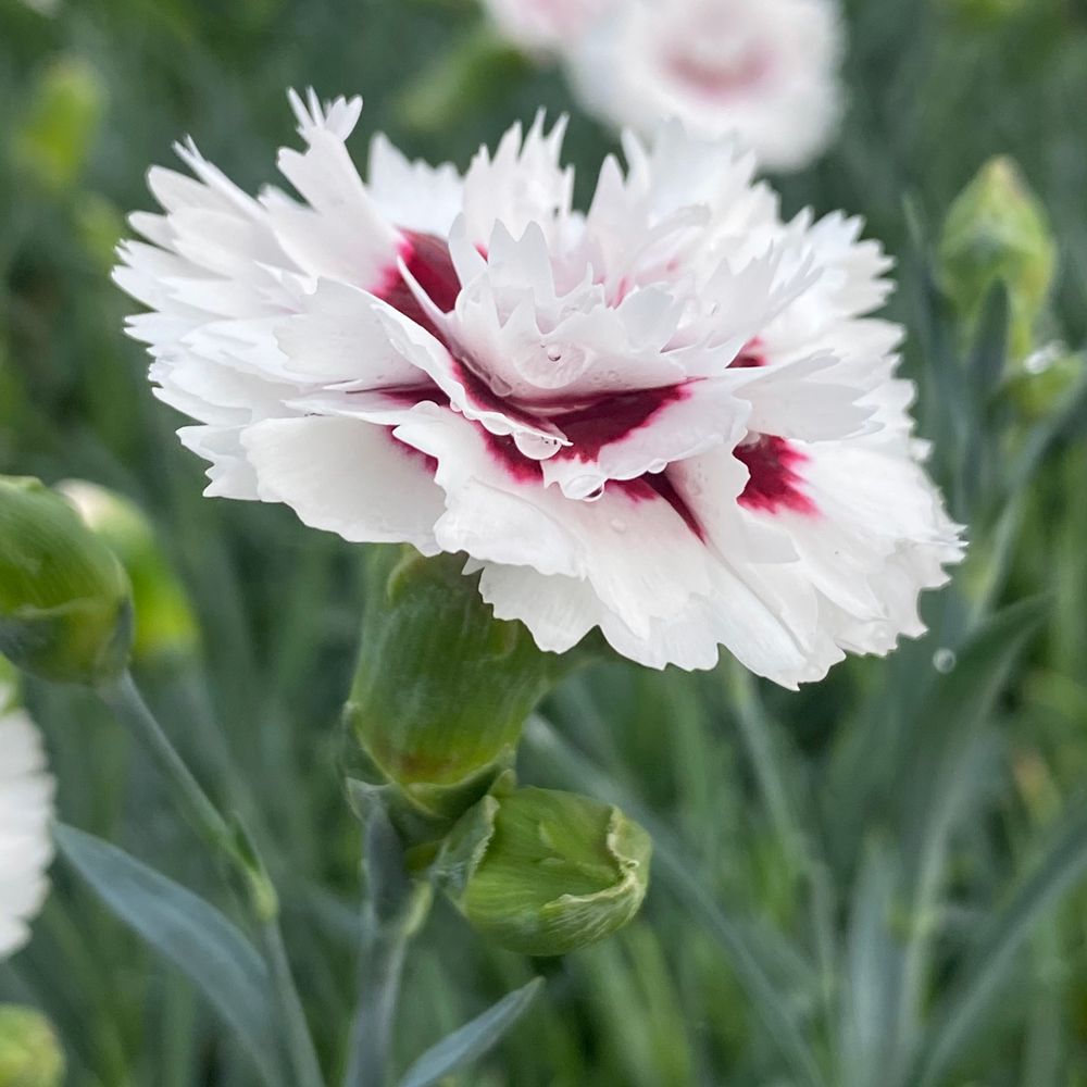 Garofano a Pennacchio ibrido Bright Eyes main product photo