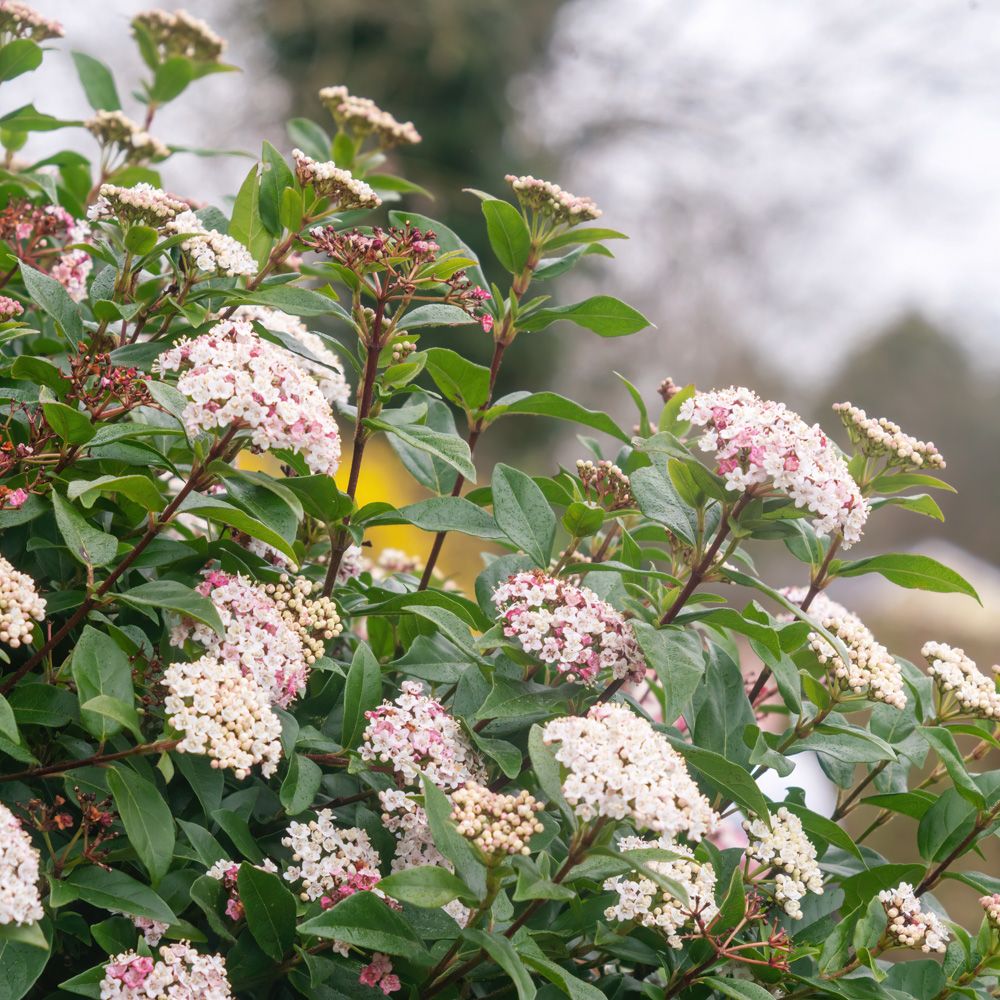 Viburnum Tino Gwenllian main product photo