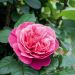 Rosa LINE RENAUD ® Meiclusif