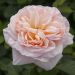 Rosa Belle ROMANTICA ® Meigapencey