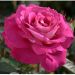 Rosa BARONNE EDMOND DE ROTSCHILD ® Meigriso