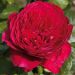 Rosa ALAIN SOUCHON ® Meikarouz