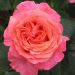 Rosa RENE GOSCINNY ® Meifrypon