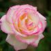Rosa rampicante PRINCESSE DE MONACO ® Meibergami
