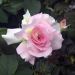 Rosa CHARLES AZNAVOUR ® Meibeausai