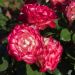 Rosa JUBILE DU PRINCE DE MONACO ® Meisponge