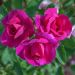 Rosa BLUEBELL ® Meimindefer