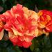 Rosa rampicante SORBET FRUITE ® Meihestries