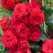 Rosa rampicante NEGRESCO ® Meigrappo