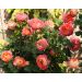 Rosa rampicante BABY ROMANTICA ® Meilivoine