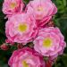Rosa Magic MEILLANDECOR ® Meibonrib