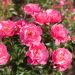 Rosa paesaggistica JOLIE PROVENCE ® Meilegase