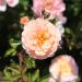 Rosa paesaggistica Apricot DRIFT® Meimirrote