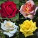 Collezione di 4 rose PERFUMELLA ®