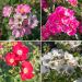 Collezione da 4 rose FRIENDLY ®