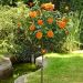 Rosa ad alberello LOUIS DE FUNES ® Meirestif - 160/170 cm Grandi Fiori