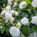 Rosa ad alberello MARINA PICASSO ® Meidyceus - 120/150 cm Fiori Raggruppati