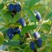 Mirtillo siberiano o Lonicera caerulea var. kamtschatica FRUITY BERRY ® gamma FRUITALITY ®
