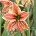 Amaryllis Exotic Star