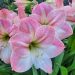 Amaryllis rosa Apple Blossom