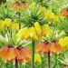 Collezione da 2 Fritillaria - Corona Imperiale