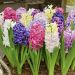 Giacinti da cespuglio in mix