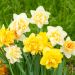 Narcisi doppi in mix