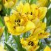 Tulipani Doppi Precoci Aquila