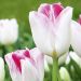 Tulipano Trionfo Color Magic ®