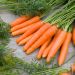 Carota nantese migliorata 3 BIO