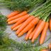 Carota nantese migliorata 3
