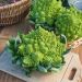 Cavolfiore broccolo romanesco precoce