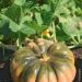 Zucca musquee Muscade
