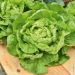 Lattuga a cappuccio meraviglia d'inverno