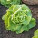 Lattuga a cappuccio appia