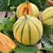 Melone Charentais BIO