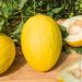 Melon Jaune Canari 3