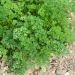 Prezzemolo riccio verde scuro BIO per Giardini Indoor